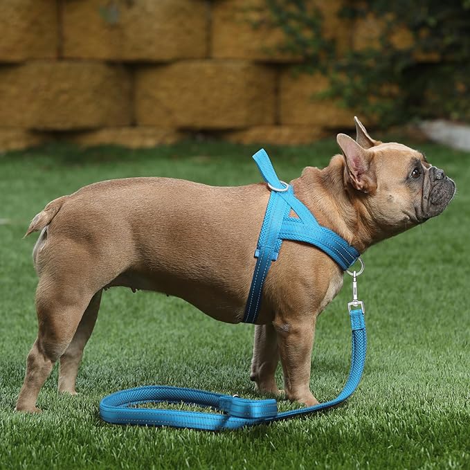 Plutus Pet No Pull Dog Harness with Breathable Mesh Padded, Adjustable Reflective Escape Proof Dog Harness, Quick Fit Dog Vest Harness for Small Medium Large Dogs(XS, Cyan)