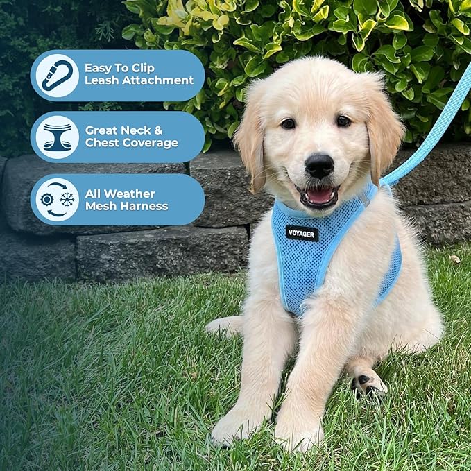 Best Pet Supplies Voyager Step-in Air Harness - All Weather Mesh, Reflective, No Pull Harness for Dogs, Cats - Secure with Hook & Loop Fastener, Buckle, Double D-Rings - Baby Blue, L