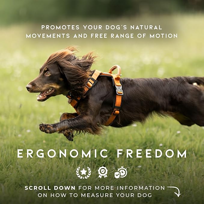 MADE TO ROAM Premium Explorer Harness - Y-Shaped Dog Harness with Adjustable Durable Nylon, Soft Padding, Metal Buckles and Leather Handle for Small, Medium, Large Dogs (New York Afterlight, Size 2)