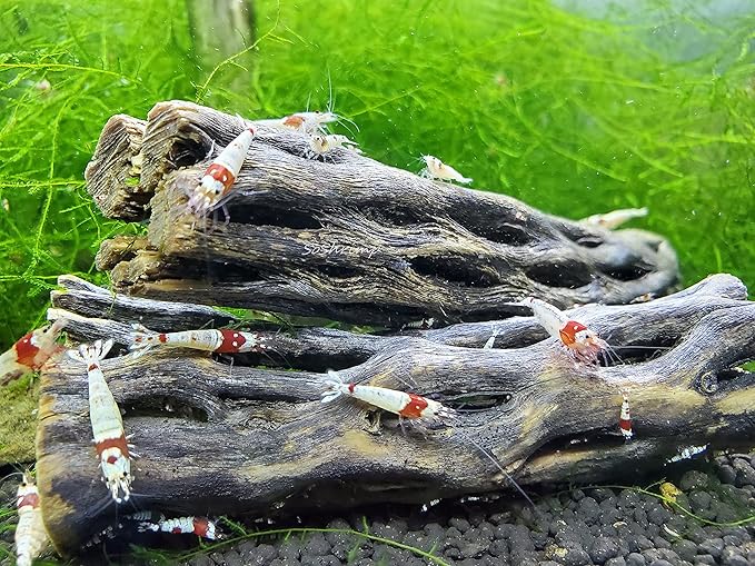 Natural Cholla Wood for Aquarium Decoration Shrimp and Fish Tank (4 Inch (2 Pack))