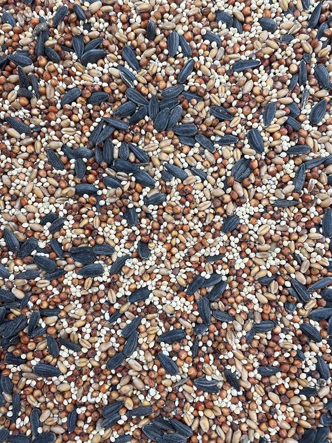 Corn Free Special Mix Wild Bird Seed (5 Lb Bag)