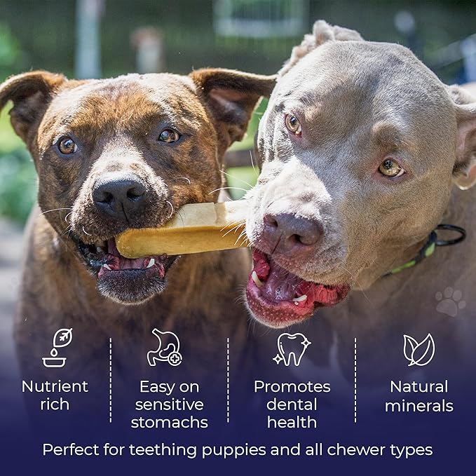 Devil Dog Pet Co. Himalayan Yak Cheese Dog Chews, Medium - 12 Pack, 100% Natural & Healthy, Lactose-Free, Long-Lasting Dog Treats, Premium Yak Milk Chew Bones for Dogs