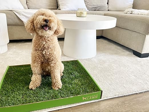 DoggieLawn Real Grass Puppy Pee Pads- 24 x 20 Inches - Perfect Indoor Litter Box for Dogs - No Mess, Easy-to-Use - Potty Training for Pets - Eco-Friendly Disposable Bathroom with Real Living Grass
